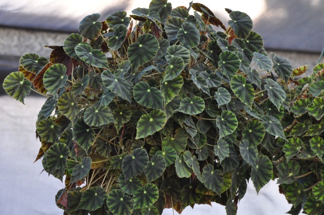 B. mazae f. nigricans
